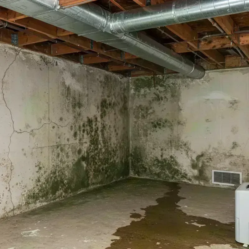 Professional Mold Removal in Owenton, KY